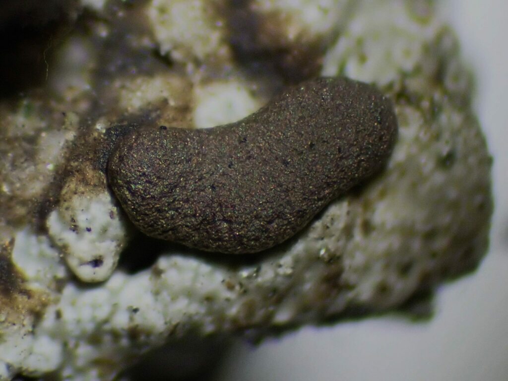 Trabrooksia