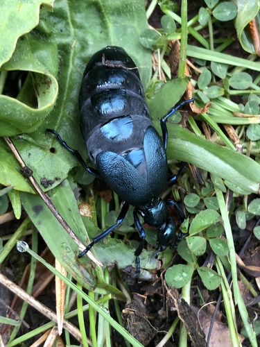 Violet Oil Beetle