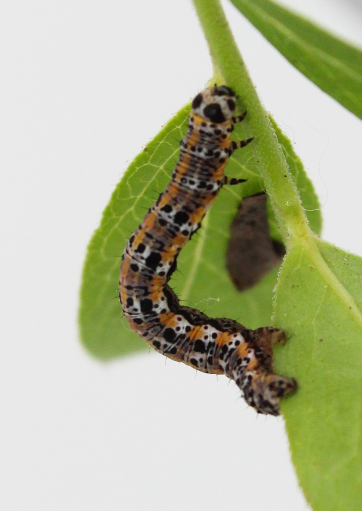 Currant Spanworm Moth and Allies