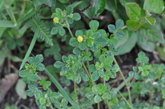 Medicago lupulina