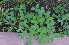 Trifolium pratense