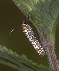 Atteva pustulella