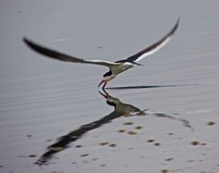 Rynchops niger intercedens