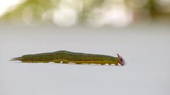 Opsiphanes invirae