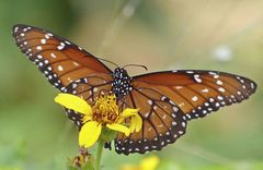 Danaus eresimus plexaure