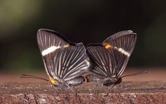 Riodina lycisca