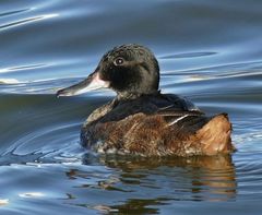 Heteronetta atricapilla