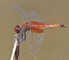 Erythrodiplax corallina