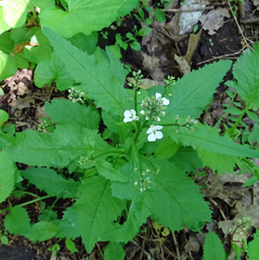 Iodanthus pinnatifidus