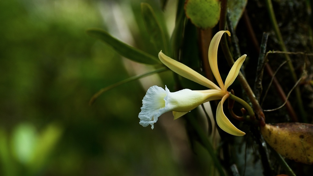 Vanilla bicolor