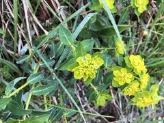 Euphorbia verrucosa
