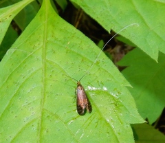 Adela caeruleella