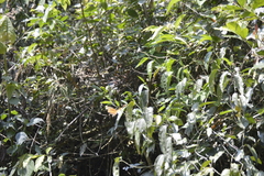 Consul fabius cecrops