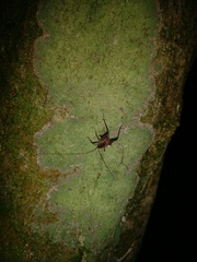 Pleioplectron hudsoni