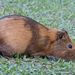 Domestic Guinea Pig - Photo (c) Gustavo Fernando Durán, some rights reserved (CC BY-NC-SA)