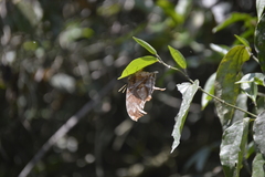 Consul fabius cecrops