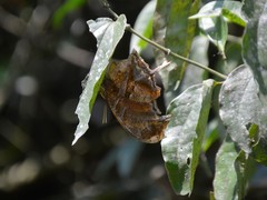 Consul fabius cecrops