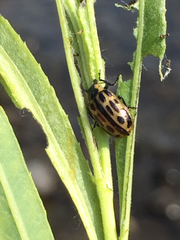 Chrysomela confluens