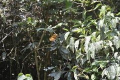 Consul fabius cecrops