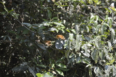 Consul fabius cecrops