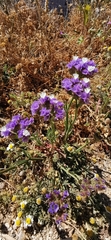 Limonium sinuatum