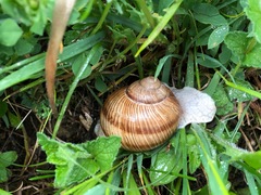 Helix pomatia