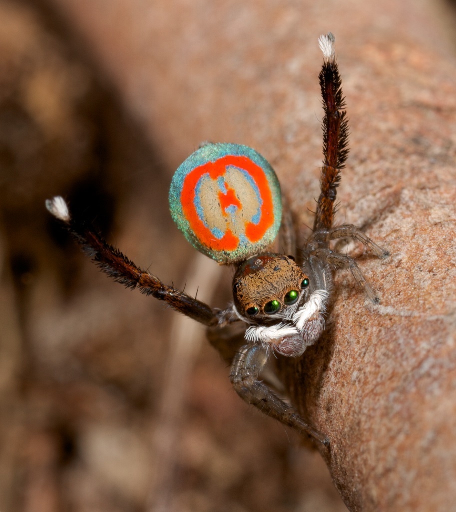 Common Peacock Spider