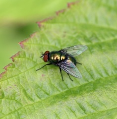Lucilia illustris