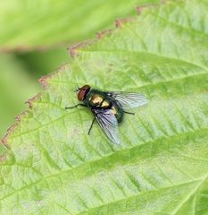 Lucilia illustris