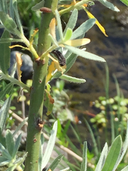 Chrysomela confluens