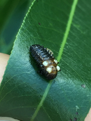 Chrysomela confluens