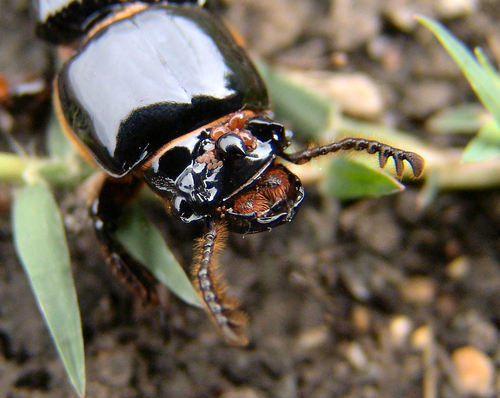 Laelapidae