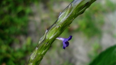 Stachytarpheta angustifolia
