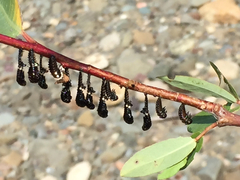 Chrysomela confluens