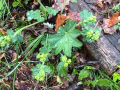 Alchemilla vulgaris