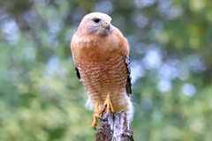 Buteo lineatus