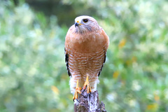 Buteo lineatus