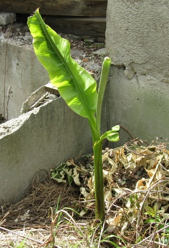 Musa basjoo