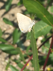 Satyrium sylvinus