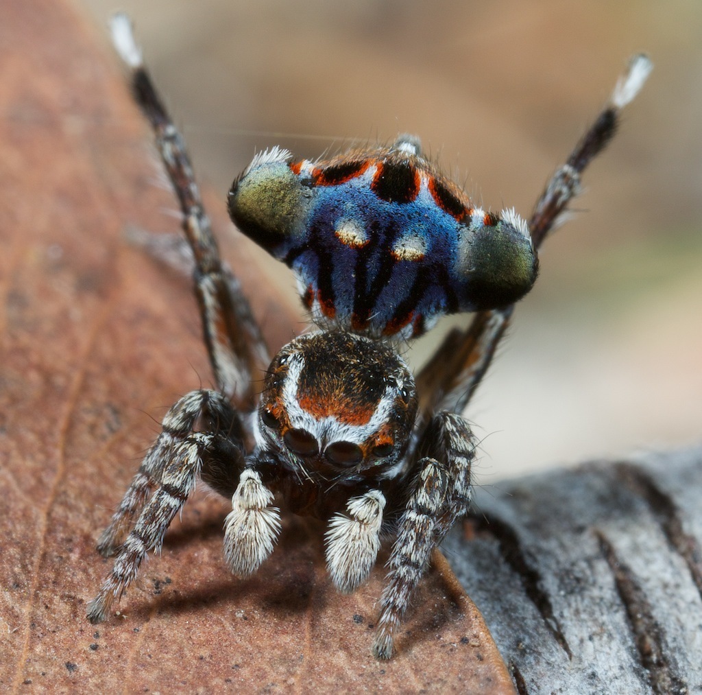Harris's Jumping Spider