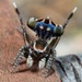 Harris's Jumping Spider - Photo (c) Jurgen Otto, some rights reserved (CC BY-NC-ND)
