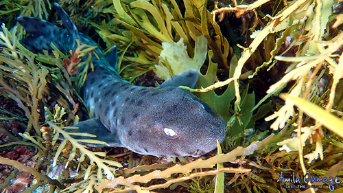 Blackspotted catshark (Aulohalaelurus labiosus) — Scyliorhinidae — 5