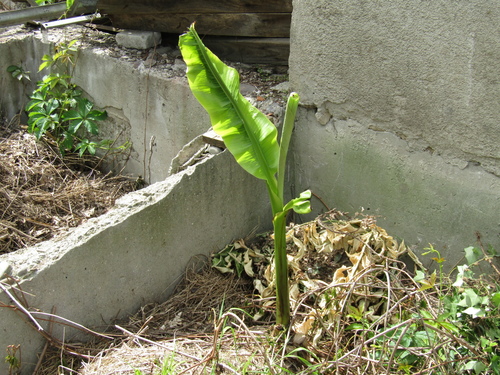 Musa basjoo
