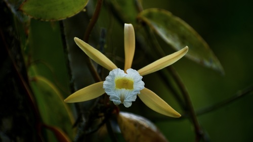 Vanilla bicolor