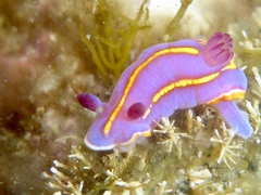 Felimida macfarlandi