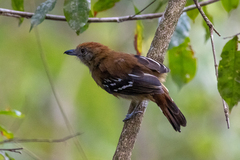 Northern Slaty Antshrike photo 2