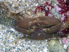 Petrolisthes cabrilloi