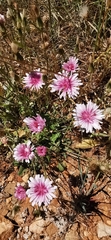 Crepis rubra