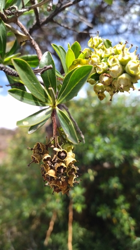 Image of Escallonia resinosa by no rights reserved