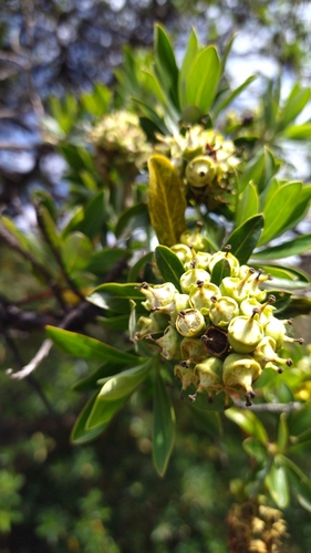 Image of Escallonia resinosa by no rights reserved